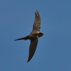 African Palm-Swift